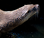 BB 12 0131 / Lutra lutra / Oter